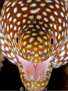 Little Moray just saying hi by Stuart Ganz 